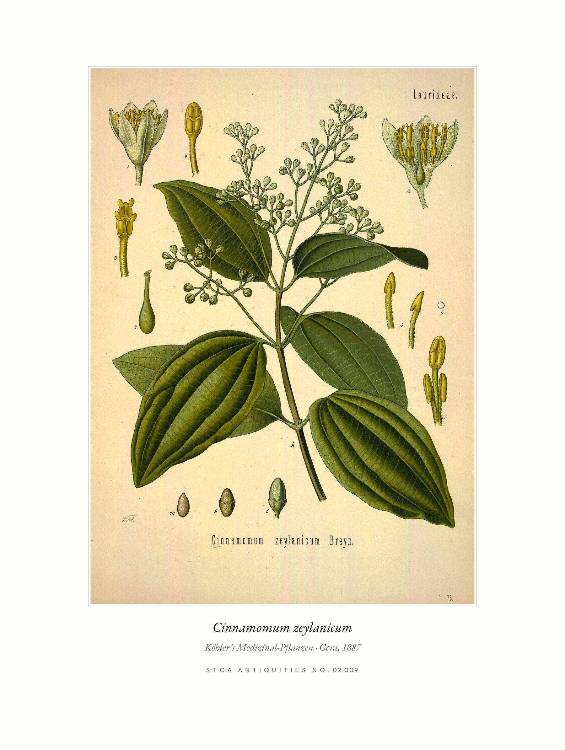 cinnamon — specimen