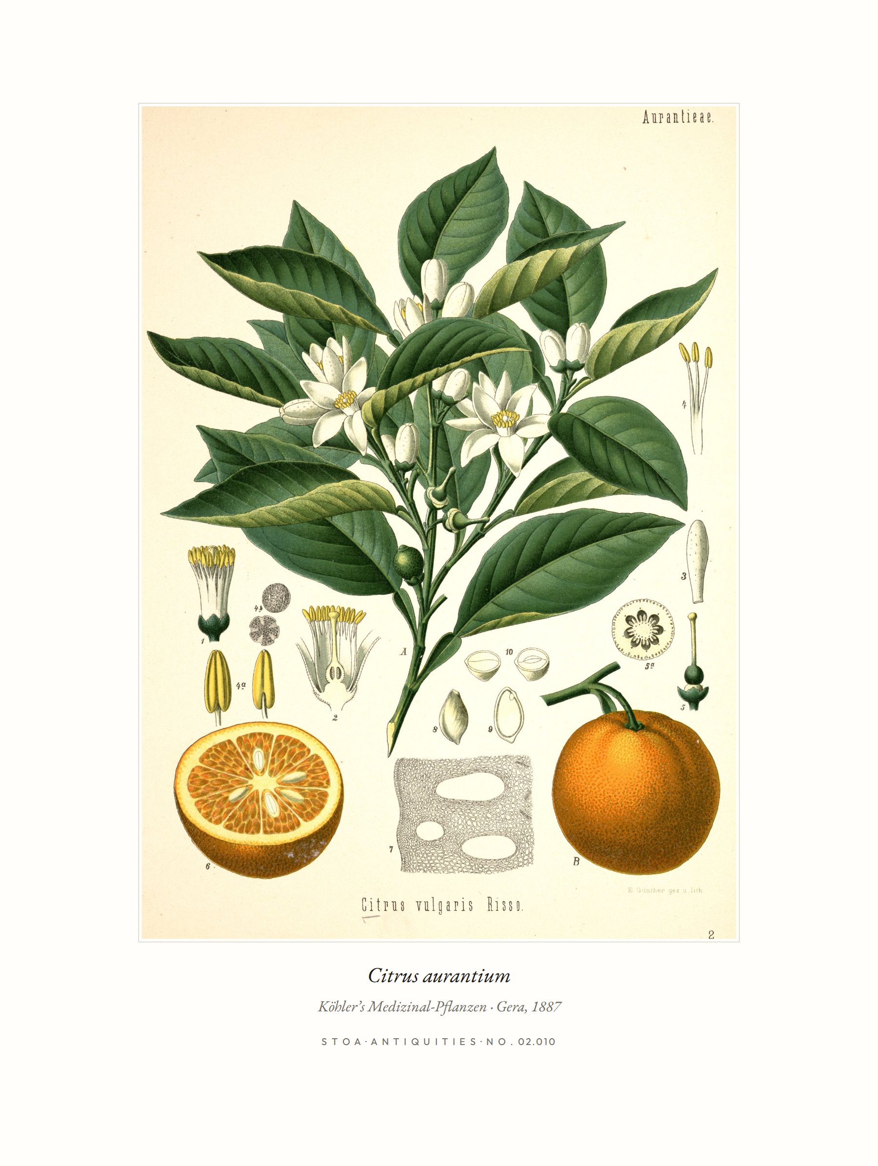 Citrus aurantium — Köhler chromolithograph of the bitter orange, print no. 02.010