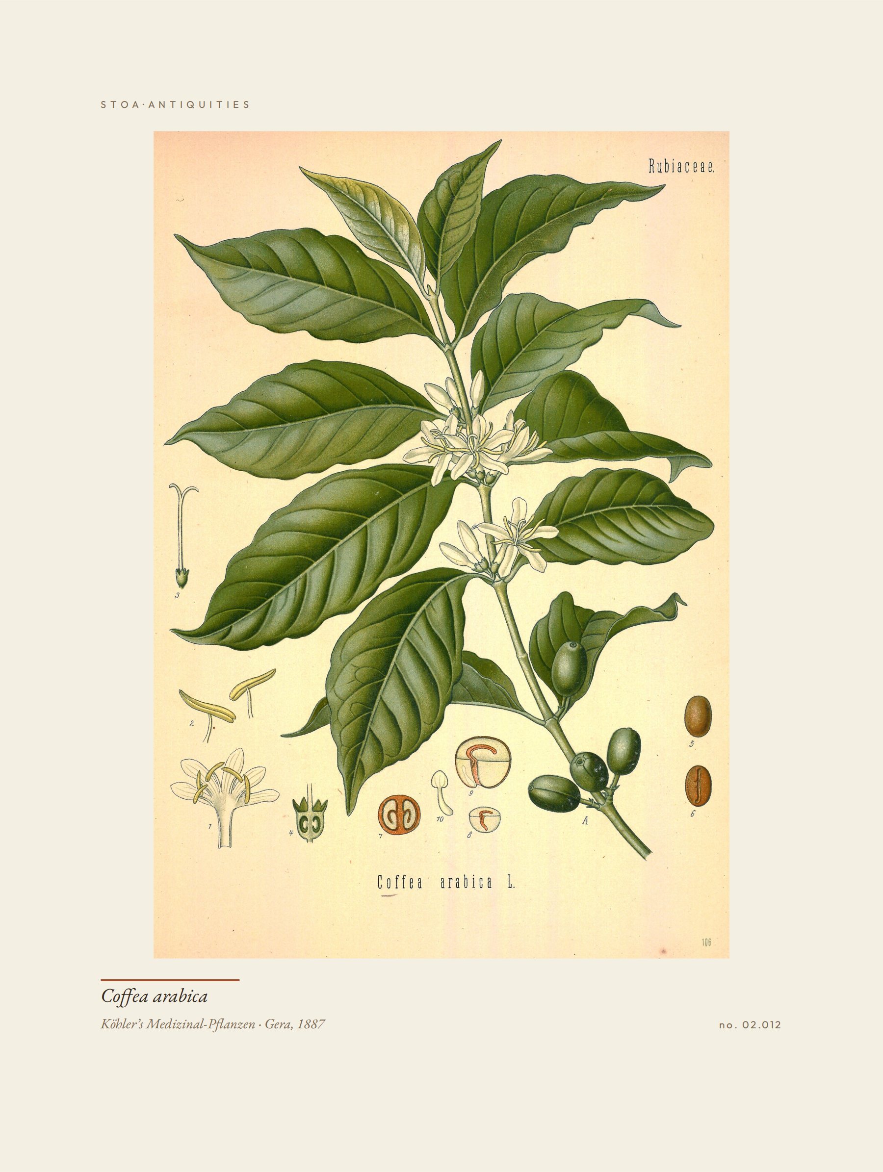 coffee — specimen