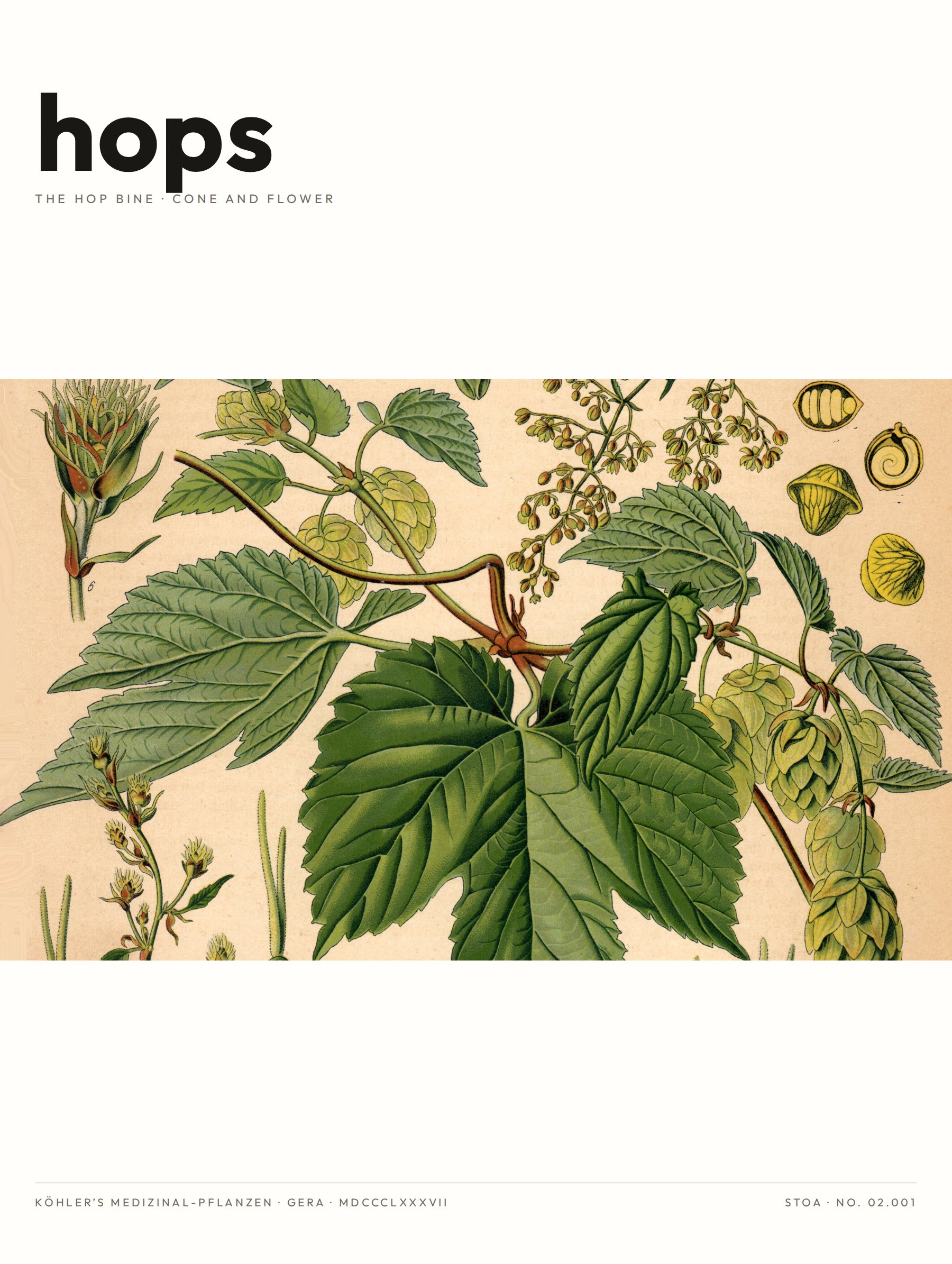 hops — specimen