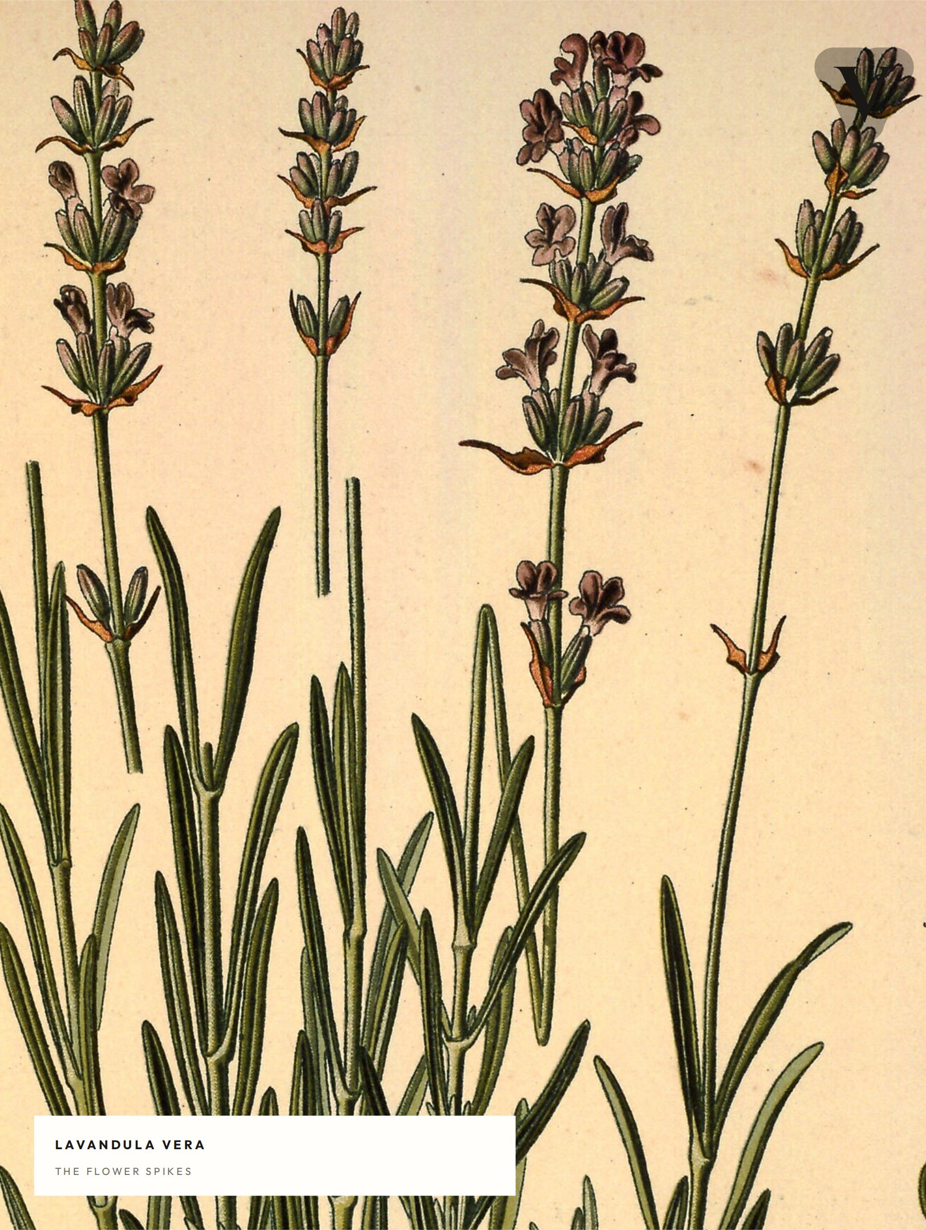 lavender — specimen