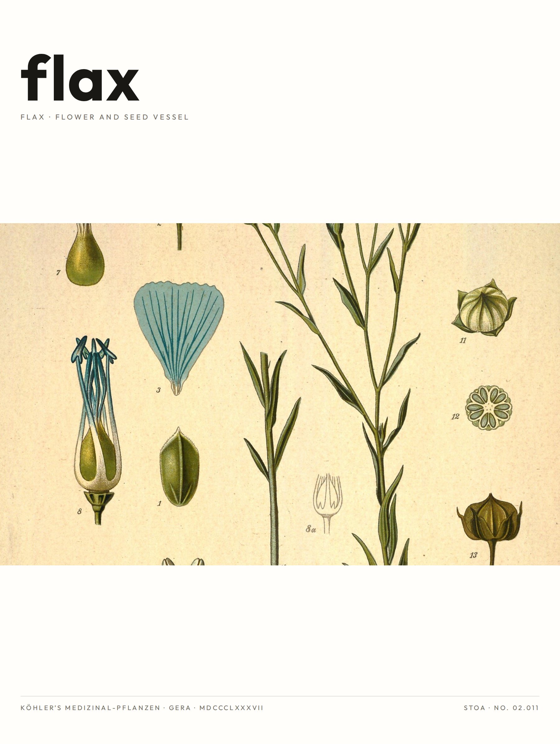 flax — specimen
