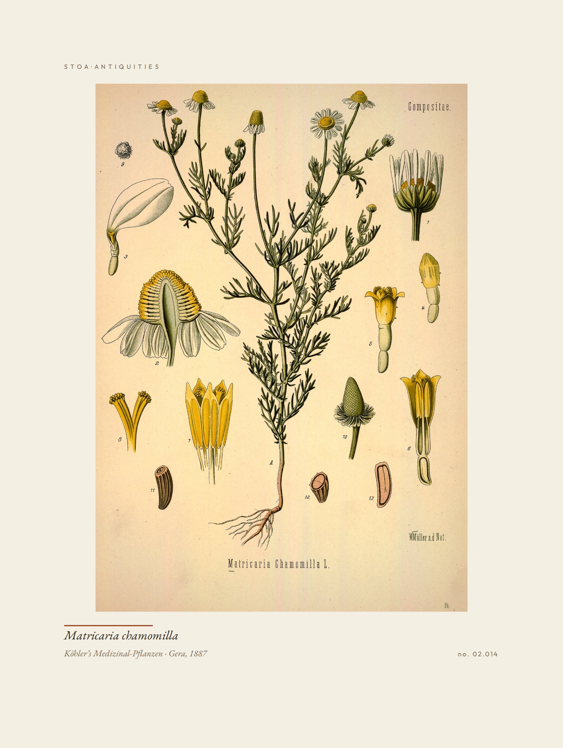 chamomile — specimen