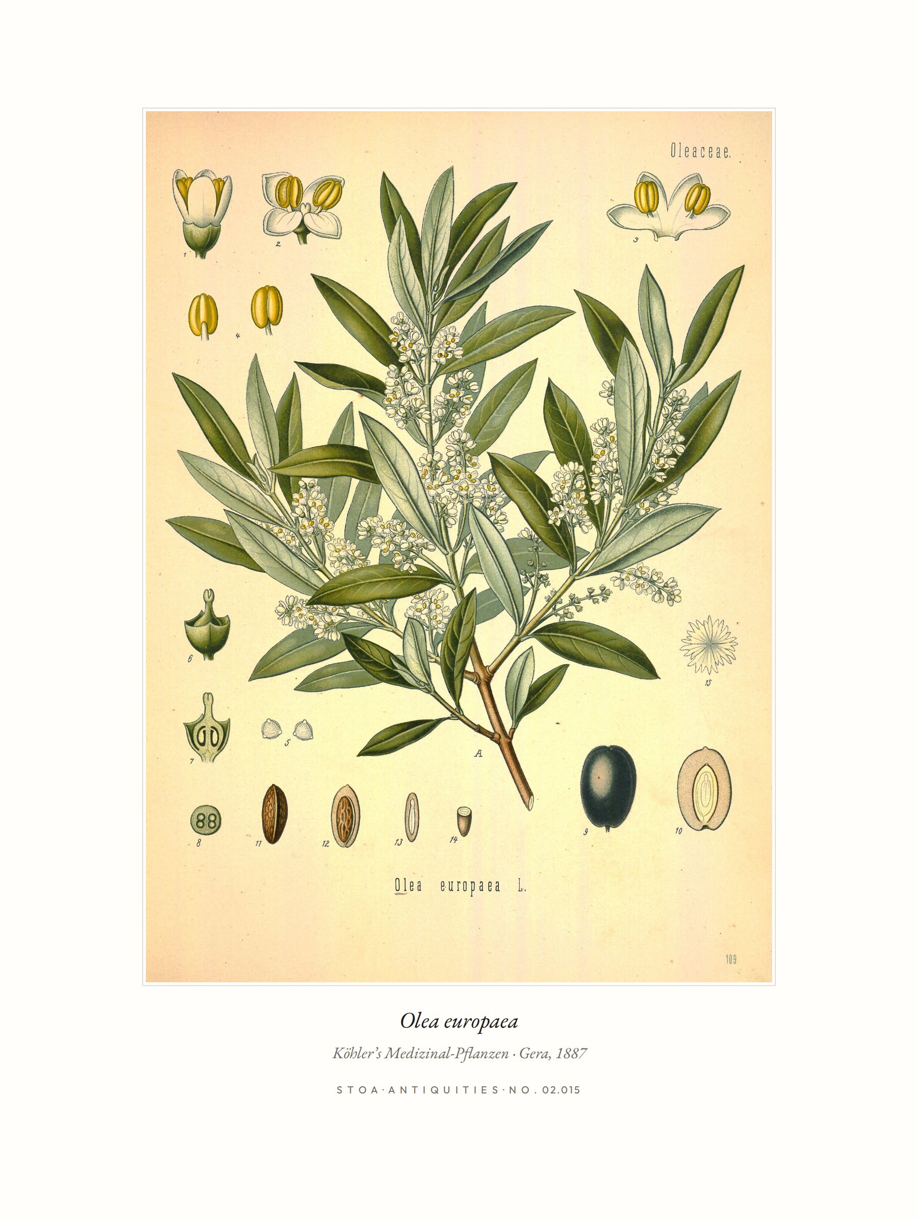 olive — specimen