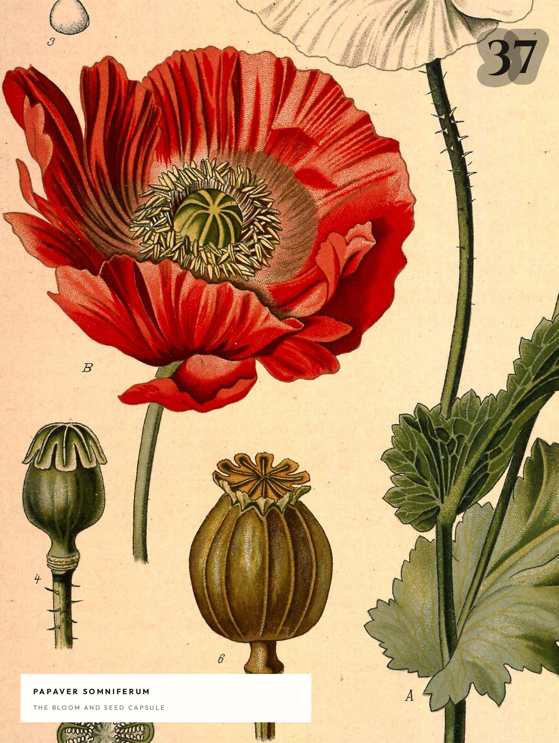 Papaver somniferum — the bloom and seed capsule, print no. 02.002