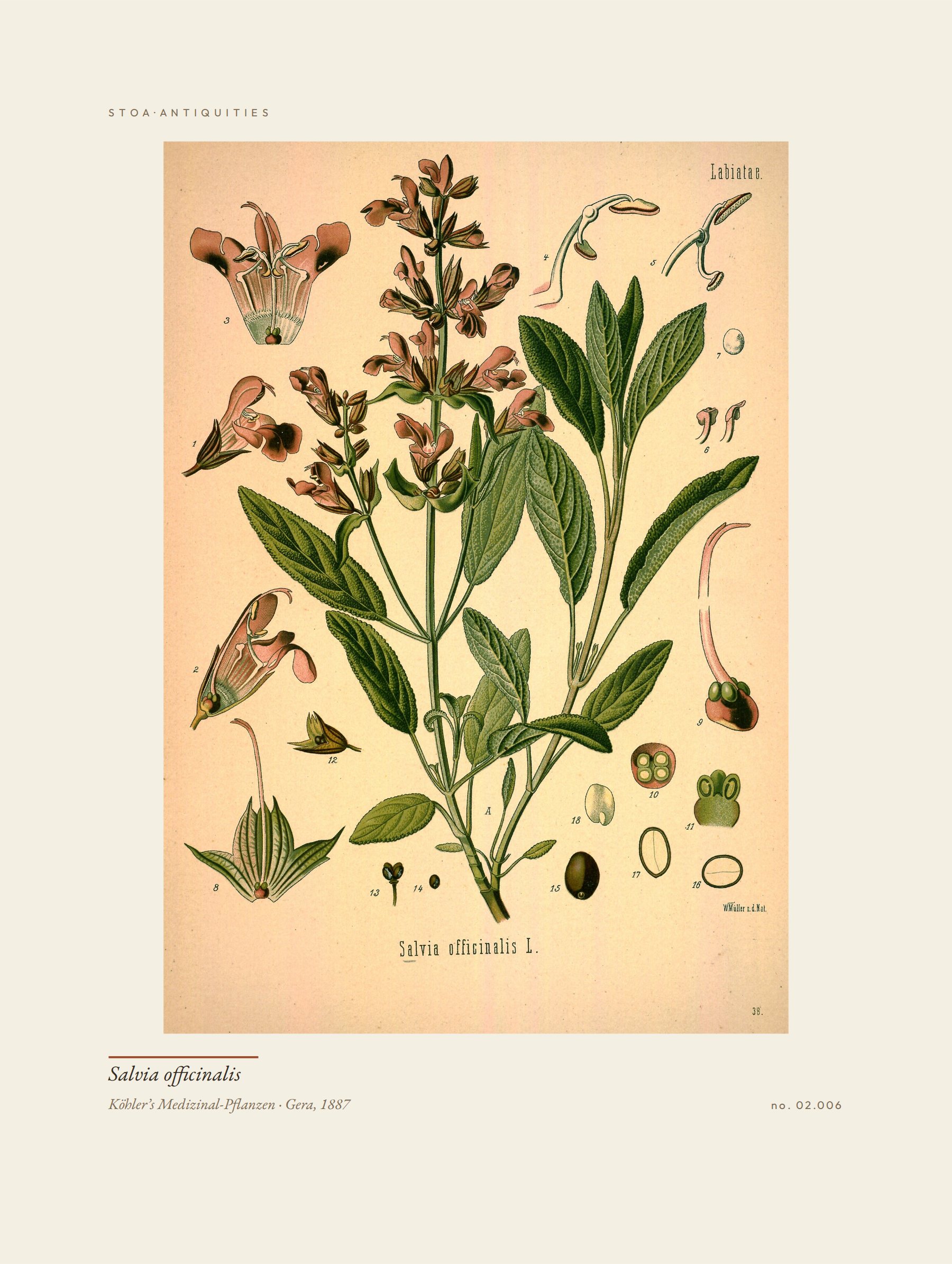 sage — specimen