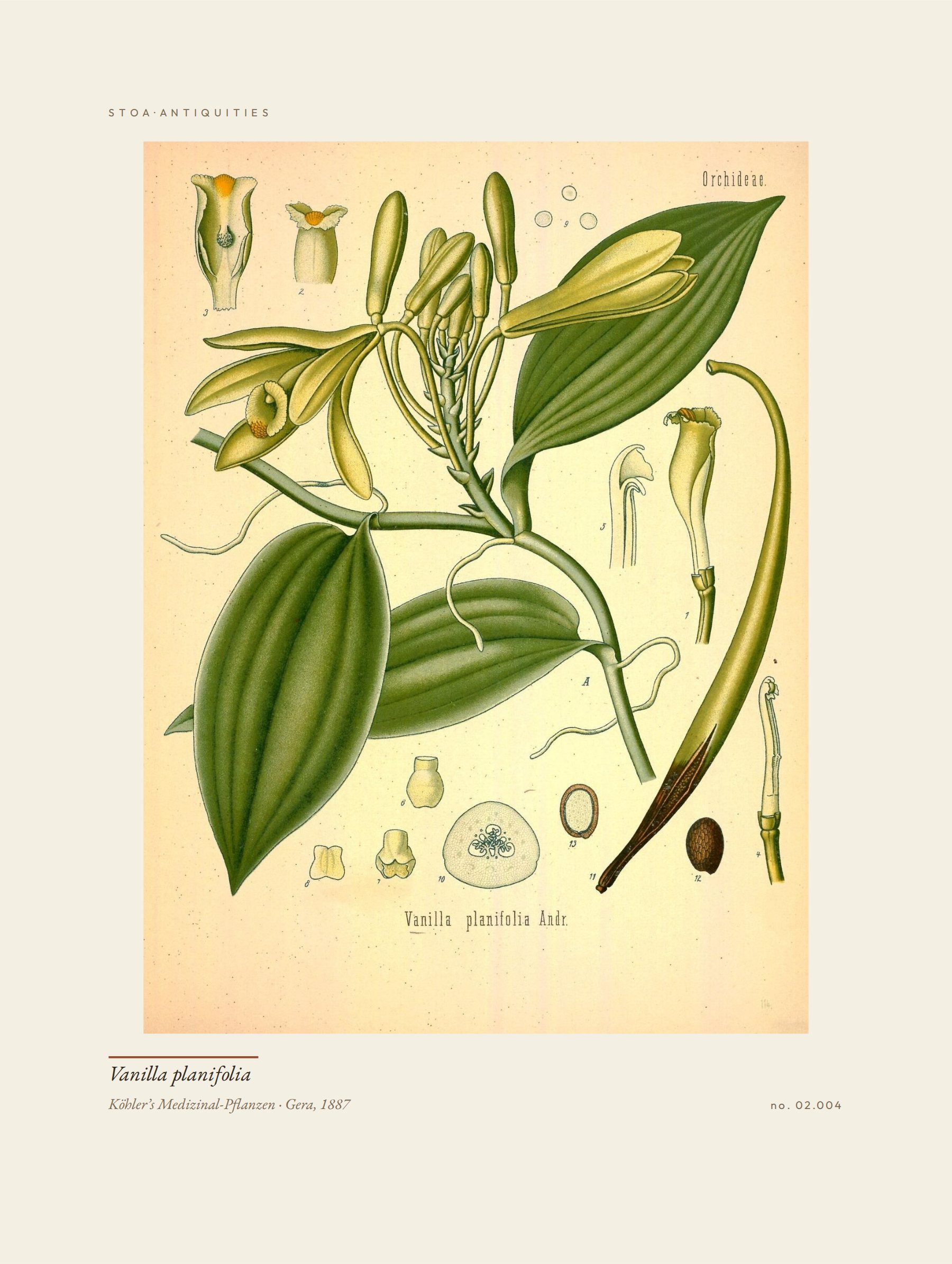 vanilla — specimen