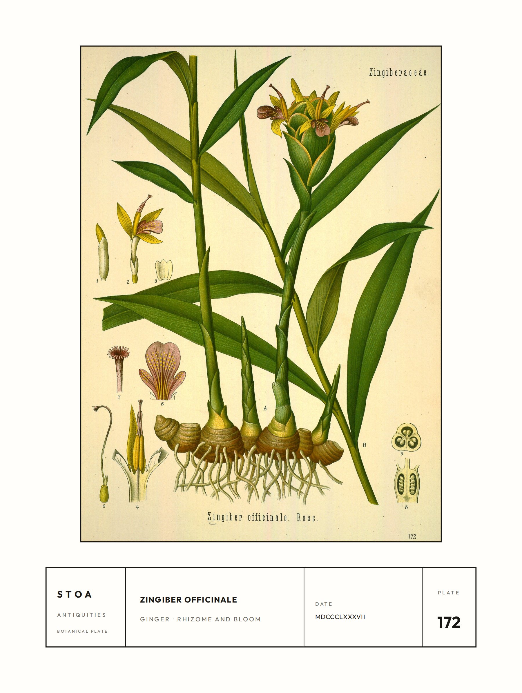 ginger — specimen